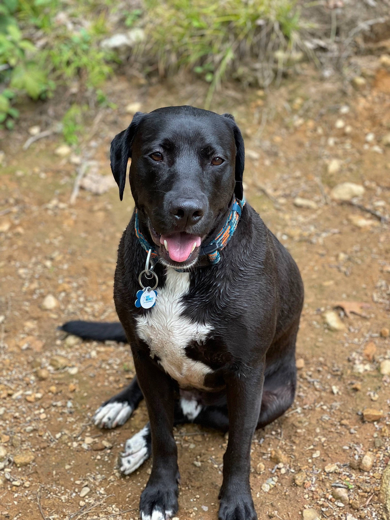 Bones joined the competition — help win amazing prizes! borador, carnivore, collar, companion_dog, dog, dog_breed, dog_collar, dog_supply, guard_dog, gun_dog, hunting_dog, leash, plant, retriever, sporting_group, tail, whiskers, working_animal