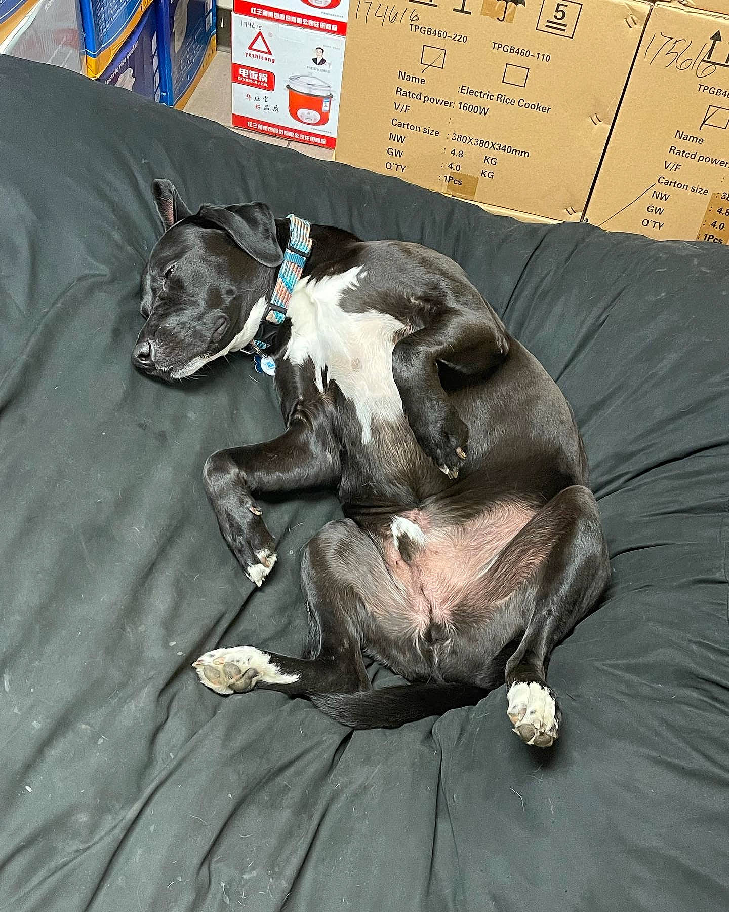 Bones joined the competition — help win amazing prizes! art, font, photo_caption, sitting, wood, working_animal