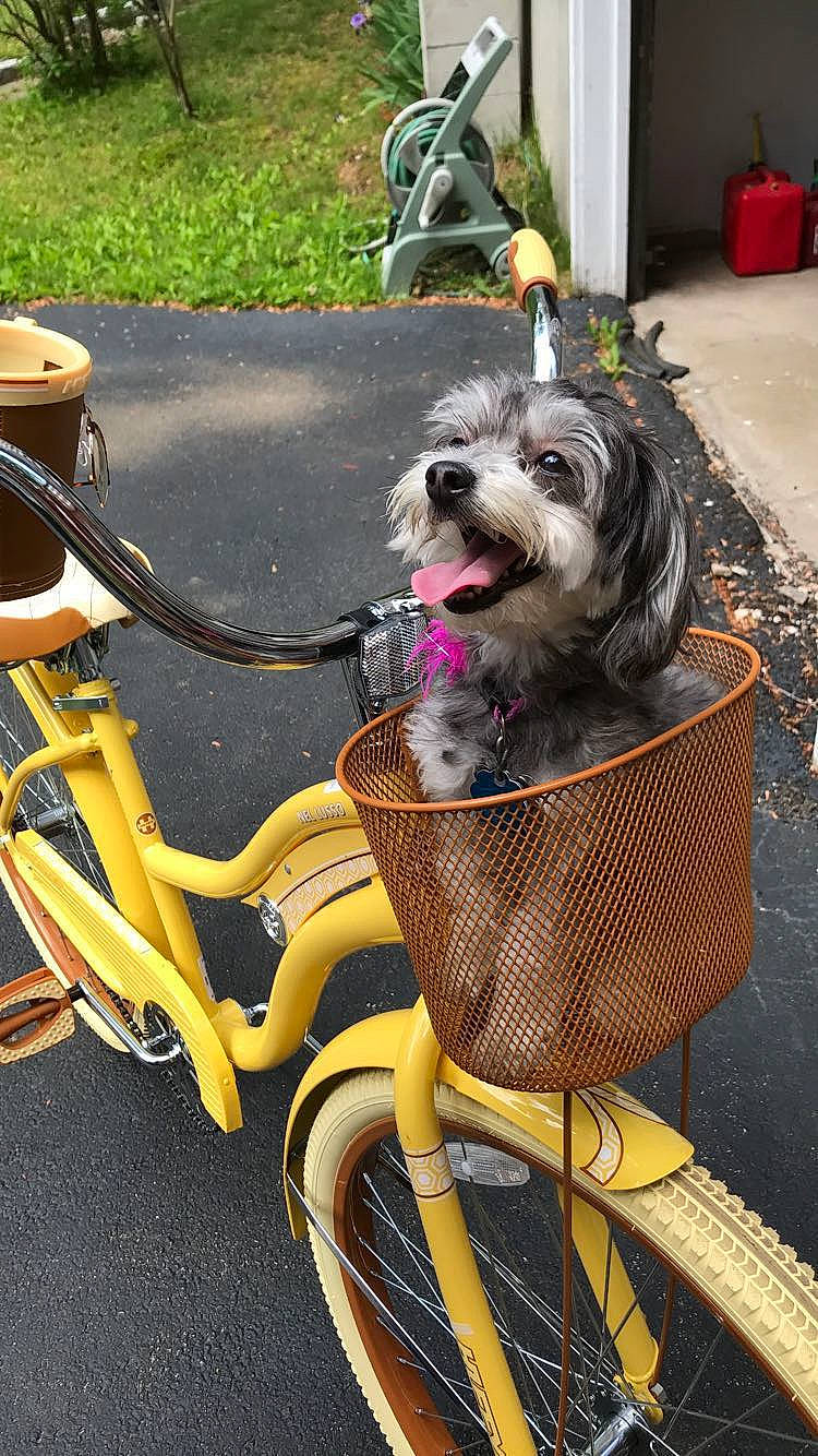 Macy joined the competition — help win amazing prizes! bicycle, bicycle_accessory, bicycle_basket, bicycle_wheel, canidae, carnivore, companion_dog, dog, dog_breed, leash, non_sporting_group, terrier, tibetan_terrier, toy_dog, vehicle, west_highland_white_terrier