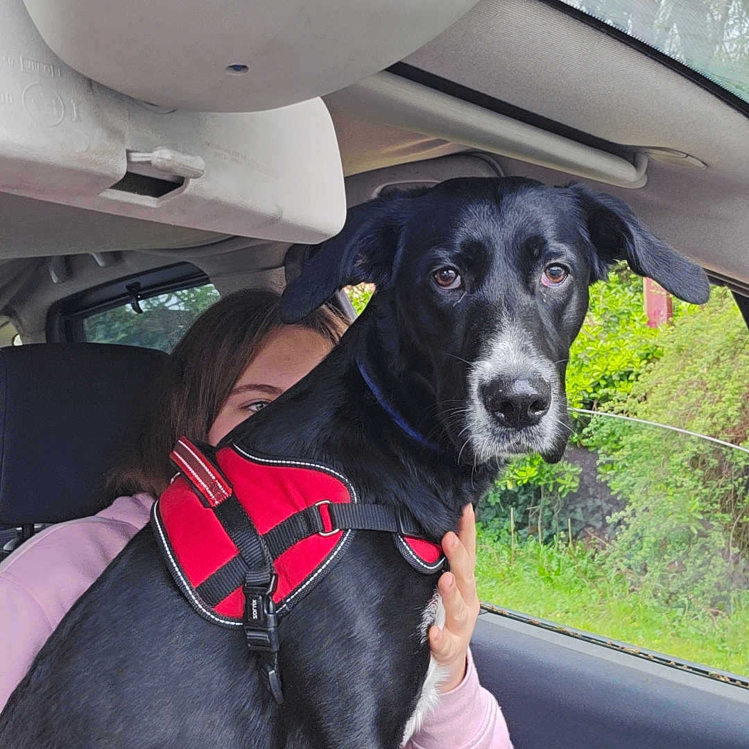 Venus participe au concours pour gagner de l'argent avec cette photo : accessories, adult, animal, baby, belt, canine, car, dog, face, female, head, homedecor, hound, labradorretriever, person, pet, pointer, transportation, vehicle, woman