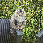 Tigris participe au concours pour gagner de l'argent avec cette photo : cat, fluffy, animal, outdoor, greenery, bamboo, chair, pet, feline, nature, garden, relaxed, sitting, furry, peaceful, wildlife, plant, leaf, armrest, domestic