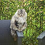 animal, armrest, bamboo, cat, chair, domestic, feline, fluffy, furry, garden, greenery, leaf, nature, outdoor, peaceful, pet, plant, relaxed, sitting, wildlife