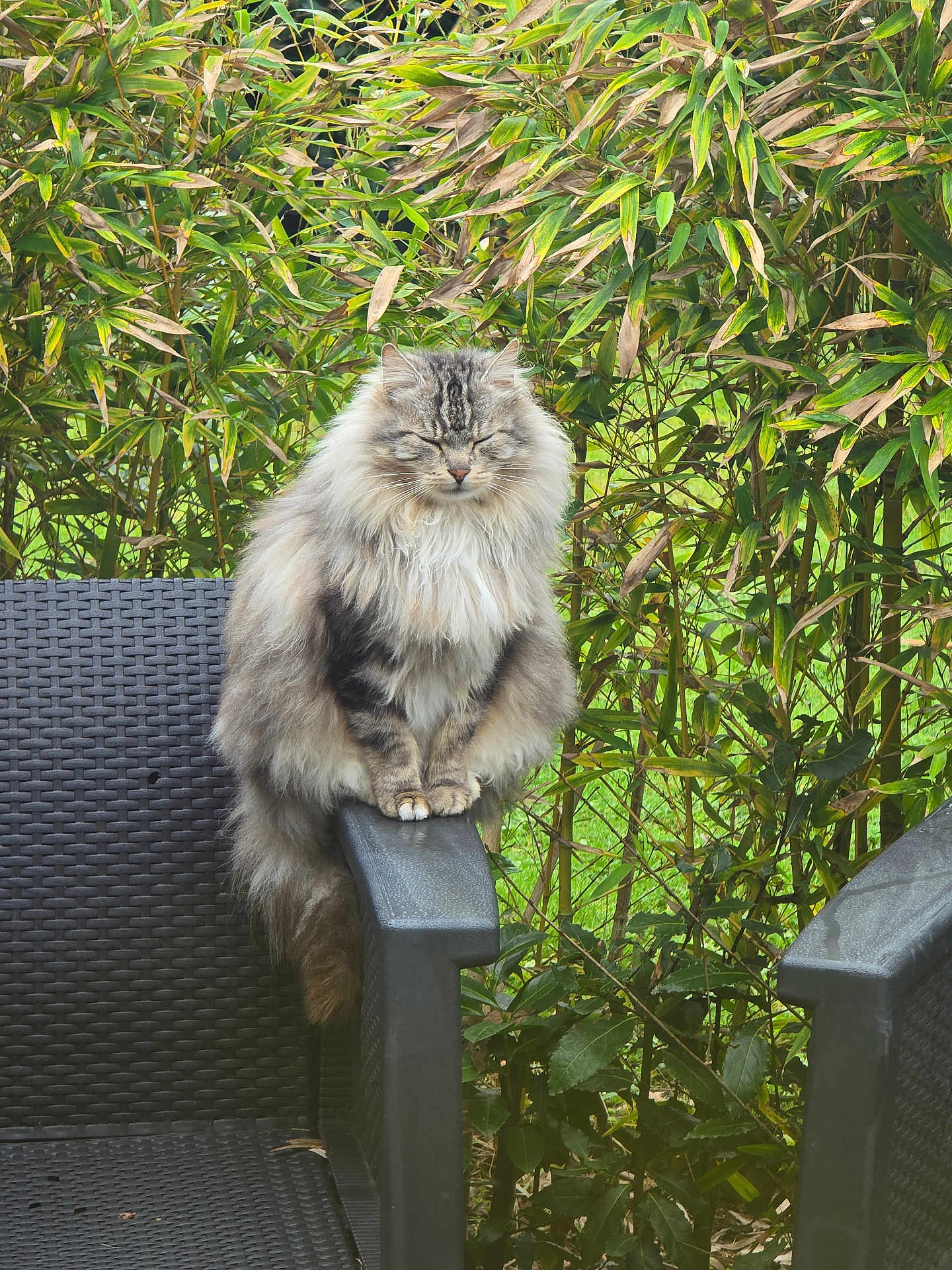 Tigris participe au concours pour gagner de l'argent avec cette photo : cat, fluffy, animal, outdoor, greenery, bamboo, chair, pet, feline, nature, garden, relaxed, sitting, furry, peaceful, wildlife, plant, leaf, armrest, domestic