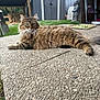 Oslo participe au concours pour gagner de l'argent avec cette photo : animal, cat, curious, daylight, ears, feline, fluffy, garden, greenery, nature, outdoor, patio, pet, relaxed, shed, statue, stone, tabby, tail, whiskers