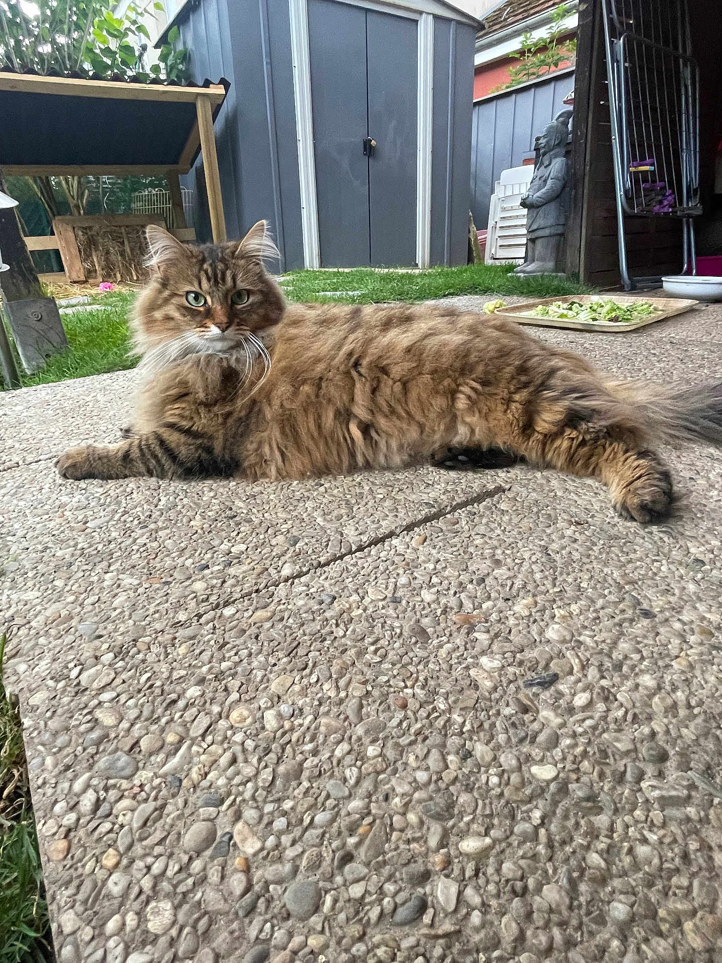 Oslo participe au concours pour gagner de l'argent avec cette photo : animal, cat, curious, daylight, ears, feline, fluffy, garden, greenery, nature, outdoor, patio, pet, relaxed, shed, statue, stone, tabby, tail, whiskers