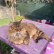 Oslo participe au concours pour gagner de l'argent avec cette photo : animal, cat, daylight, fence, fluffy, fur, garden, greenery, nature, outdoor, peaceful, pet, potted_plants, purple, relaxed, resting, scratched_surface, sunlight, table, whiskers