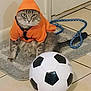 Smoke is registered to the contest to win money with this photo: animal, black_and_white, blue_rope, cat, costume, cute, domestic, floor, fur, gray_cat, indoor, looking, orange_hoodie, pet, playful, rug, sitting, soccer_ball, tiled_floor, toy