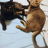 Smoke is registered to the contest to win money with this photo: animal, bed, black_cat, cat, cats, comfort, cute, domestic_animal, ears, eyes, feline, fur, indoor, pet, pets, resting, sleepy, tabby_cat, tail, whiskers