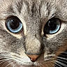 Choupie participe au concours pour gagner de l'argent avec cette photo : cat, close_up, blue_eyes, whiskers, fur, face, pet, animal, mammal, cute, portrait, domestic_cat, feline, eyes, nose, macro, detail, whisker, indoor, curious