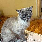 Choupie participe au concours pour gagner de l'argent avec cette photo : cat, blue_eyes, fur, sitting, indoor, wooden_floor, patterned_fabric, tongue_out, animal, pet, cozy, yellow_wall, whiskers, cute, feline, domestic_cat, looking_down, ears, closeup, mischievous