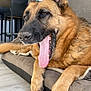 Ilka participe au concours pour gagner de l'argent avec cette photo : dog, german_shepherd, yawning, tongue_out, pet_bed, indoor, floor, furniture, kitchen, dining_chairs, relaxed, animal, canine, home, domestic_animal, close_up, paw, laying_down, tongue, fur