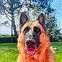 Ilka a rejoint le concours — aidez-le/la à gagner de superbes lots ! dog, german_shepherd, animal, pet, outdoor, grass, tree, sky, tongue_out, ears_up, nature, sunlight, canine, portrait, muzzle, fur, happy, close_up, greenery, daytime