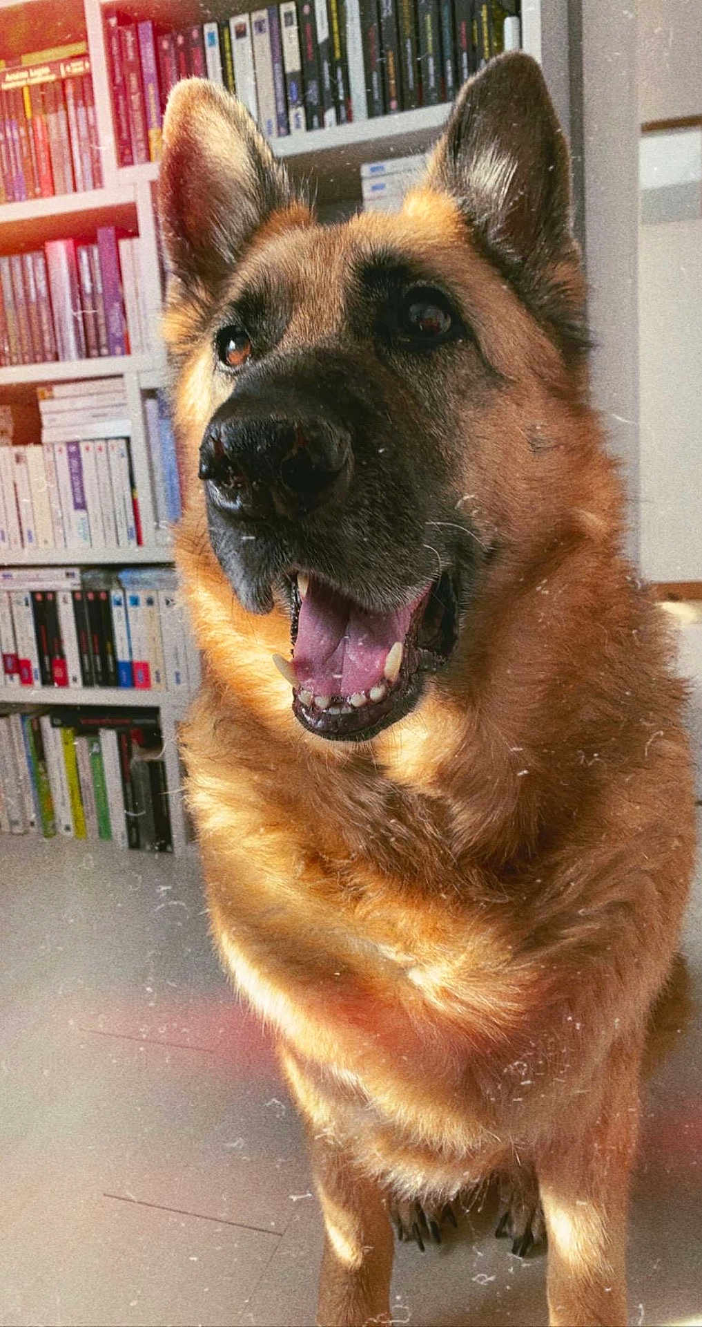Ilka participe au concours pour gagner de l'argent avec cette photo : dog, german_shepherd, pet, indoor, bookshelf, books, happy, mouth_open, ears_up, fur, canine, animal, alert, floor, home, sunlight, portrait, living_room, closeup, domestic_animal