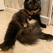 Sandrine Clay a rejoint le concours — aidez-le/la à gagner de superbes lots ! animal, cat, cozy, curious, cute, domestic, ears, feline, floor, fluffy, fur, home, indoor, mammal, pet, relaxed, tail, tortoiseshell, wallpaper, whiskers