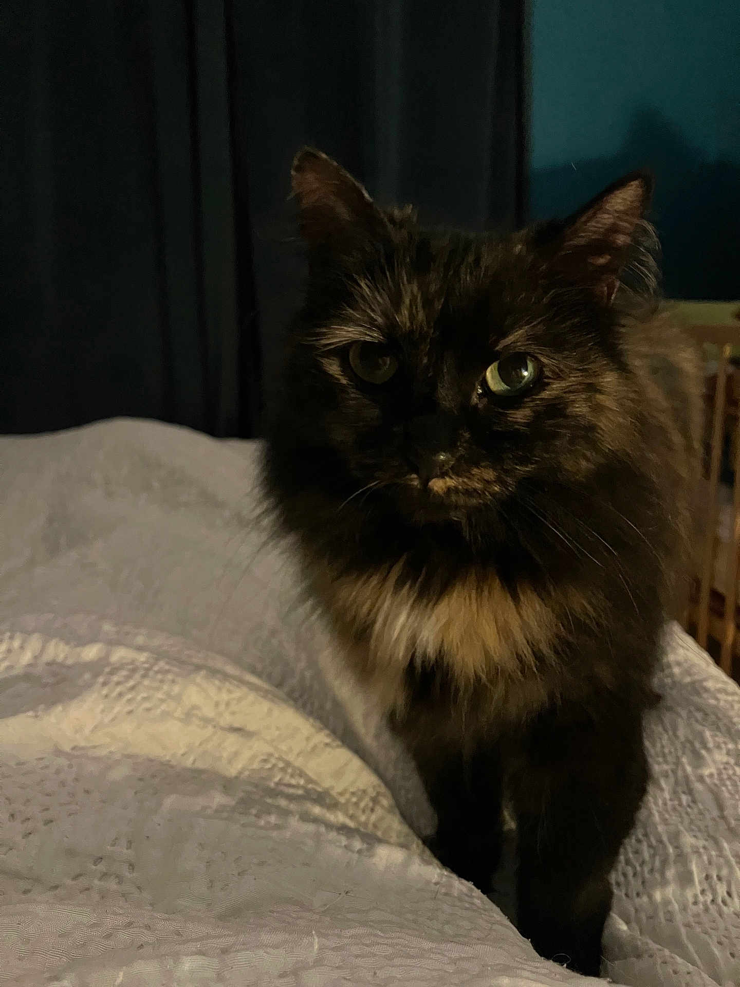 Sandrine Clay a rejoint le concours — aidez-le/la à gagner de superbes lots ! animal, bed, blanket, cat, close_up, cozy, curious, cute, dark_background, domestic_animal, feline, fur, green_eyes, indoor, mammal, pet, portrait, soft_light, tortoiseshell, whiskers