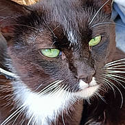 Eden Cat a rejoint le concours — aidez-le/la à gagner de superbes lots ! cat, tuxedo_cat, black_and_white, green_eyes, whiskers, close_up, portrait, animal, pet, fur, face, eyes, nose, muzzle, white_chest, dramatic_stare, indoors, basket, soft_focus, photography