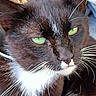 cat, tuxedo_cat, black_and_white, green_eyes, whiskers, close_up, portrait, animal, pet, fur, face, eyes, nose, muzzle, white_chest, dramatic_stare, indoors, basket, soft_focus, photography