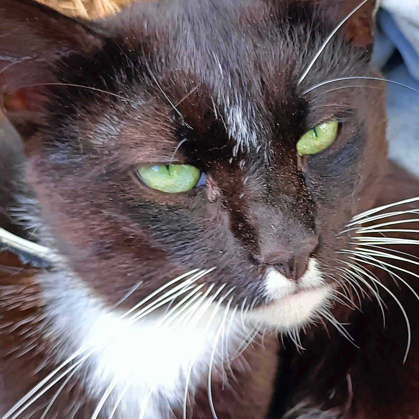 Eden Cat a rejoint le concours — aidez-le/la à gagner de superbes lots ! cat, tuxedo_cat, black_and_white, green_eyes, whiskers, close_up, portrait, animal, pet, fur, face, eyes, nose, muzzle, white_chest, dramatic_stare, indoors, basket, soft_focus, photography