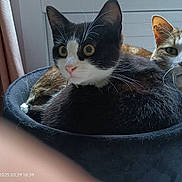 Cannelle participe au concours pour gagner de l'argent avec cette photo : cats, cat, kitten, black_and_white_cat, tabby_cat, orange_cat, three_animals, pet, feline, animal_portrait, cat_bed, round_bed, indoor, home, garage, tile_floor, door, curtain, collar, whiskers