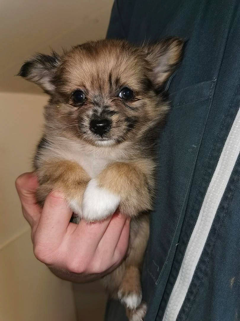 Rocket a rejoint le concours — aidez-le/la à gagner de superbes lots ! canidae, carnivore, chihuahua, companion_dog, dog, dog_breed, fawn, maltepoo, mammal, morkie, non_sporting_group, norwich_terrier, pomeranian, puppy, rare_breed_dog, shih_tzu, skin, toy_dog, vertebrate, yorkipoo