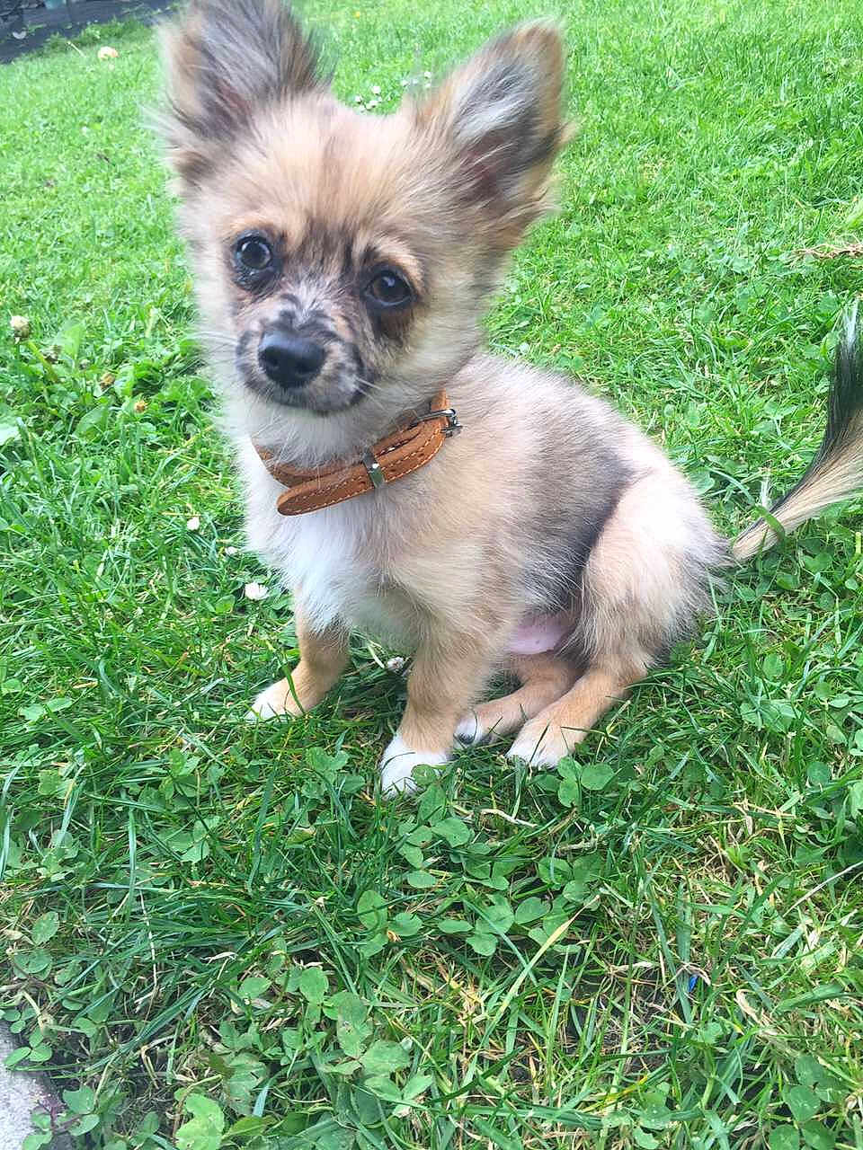 Rocket