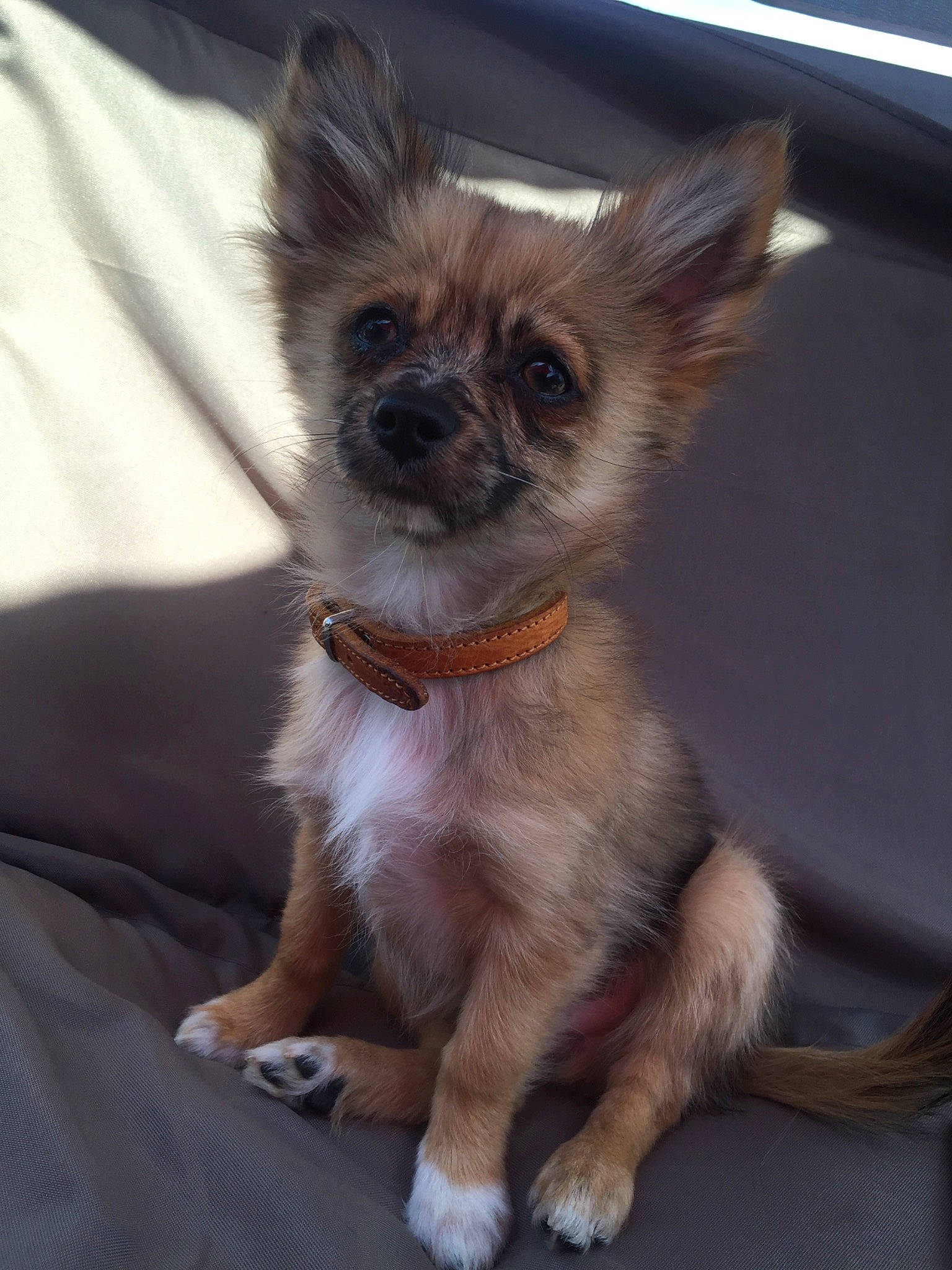 Rocket a rejoint le concours — aidez-le/la à gagner de superbes lots ! canidae, carnivore, chihuahua, companion_dog, dog, dog_breed, ear, fawn, mammal, puppy, rare_breed_dog, snout, sporting_group, tibetan_spaniel, toy_dog, vertebrate, whiskers