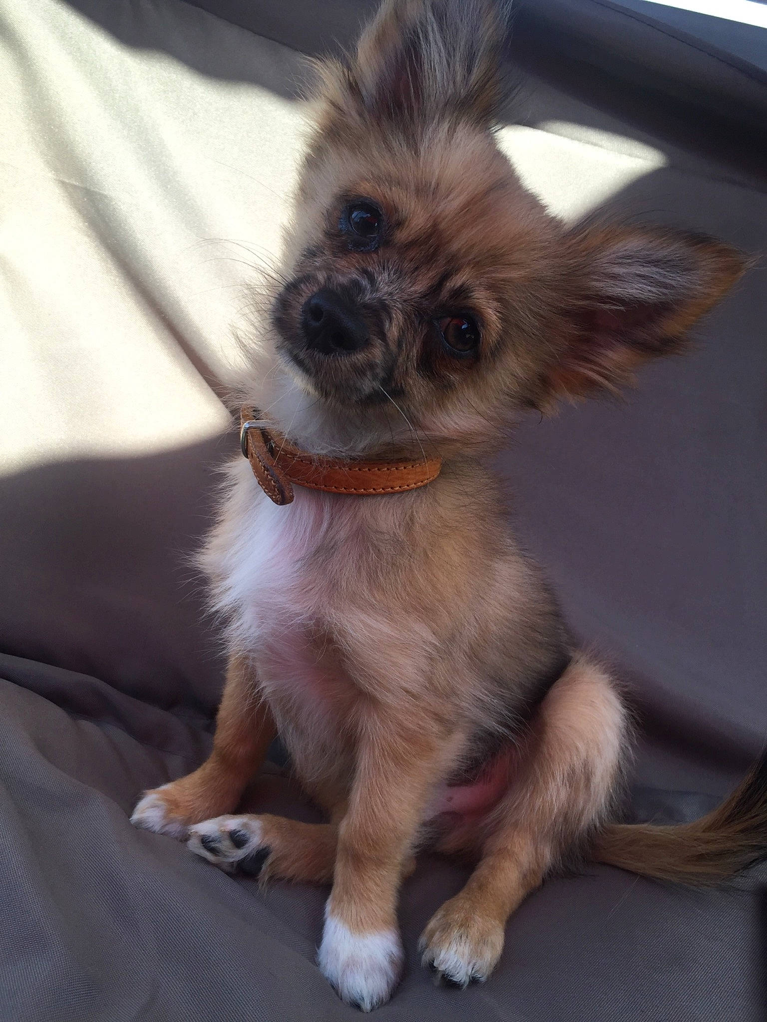 Rocket a rejoint le concours — aidez-le/la à gagner de superbes lots ! cairn_terrier, canidae, carnivore, chihuahua, companion_dog, dog, dog_breed, ear, fawn, mammal, puppy, rare_breed_dog, snout, sporting_group, toy_dog, vertebrate, whiskers