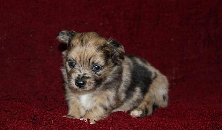 Rocket participe au concours pour gagner de l'argent avec cette photo : bolonka, canidae, carnivore, cavachon, chinese_imperial_dog, companion_dog, dog, dog_breed, havanese, maltepoo, mammal, morkie, norwich_terrier, puppy, rare_breed_dog, schnoodle, shih_tzu, vertebrate, yorkipoo, yorkshire_terrier