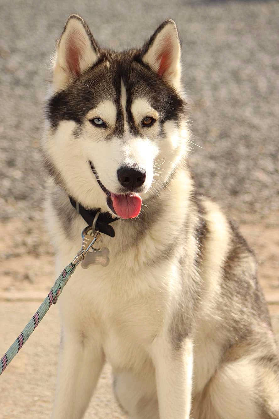 Oslo a rejoint le concours — aidez-le/la à gagner de superbes lots ! ancient_dog_breeds, art, canidae, carnivore, collar, companion_dog, dog, dog_breed, fur, paw, recreation, siberian_husky, sled_dog, snout, sporting_group, tail, wolf, working_animal, working_dog