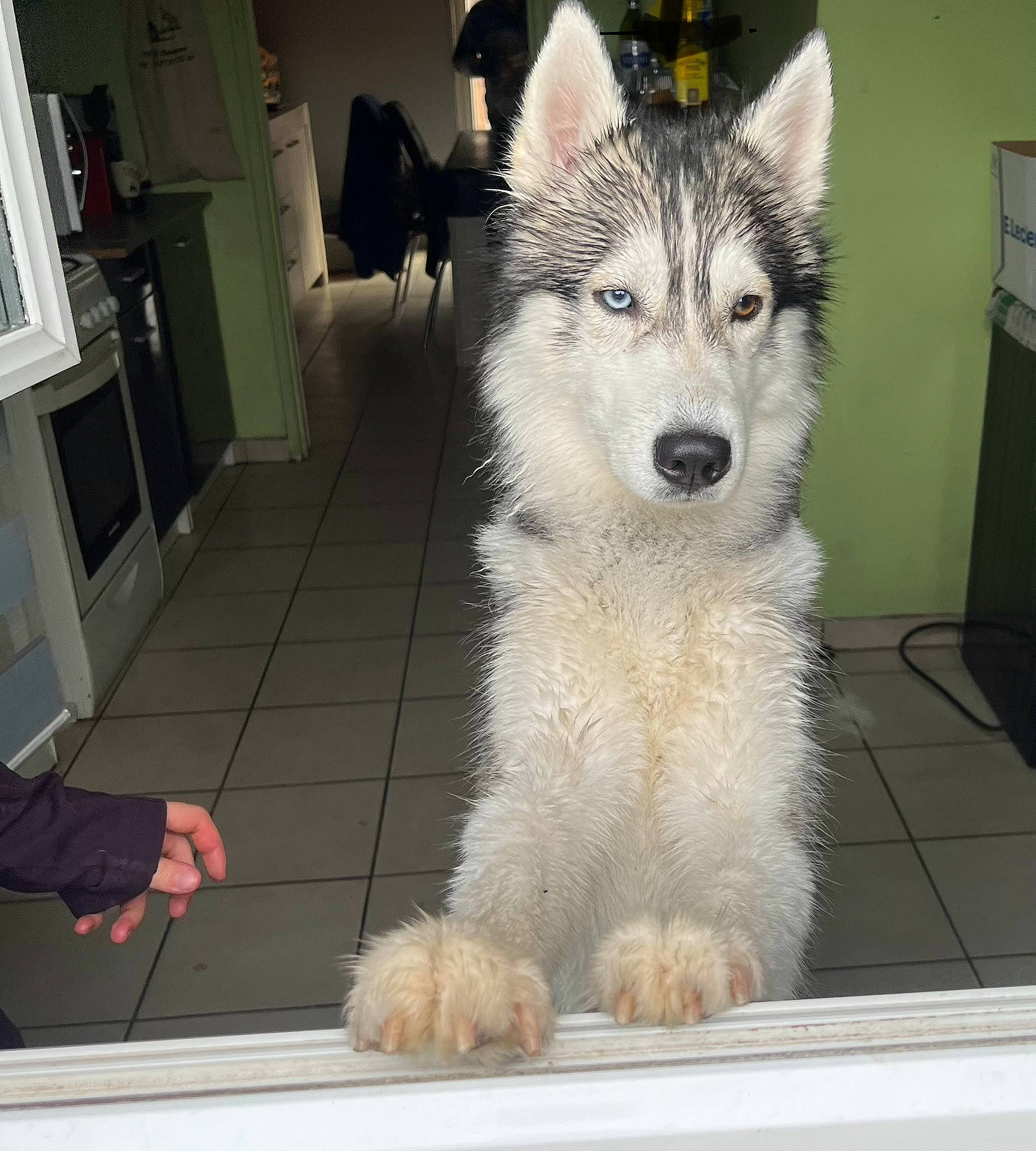 Oslo participe au concours pour gagner de l'argent avec cette photo : ancient_dog_breeds, canadian_eskimo_dog, canidae, canis, carnivore, companion_dog, dog, dog_breed, flooring, fur, grey, non_sporting_group, sled_dog, sporting_group, tail, terrestrial_animal, whiskers, wolf, working_animal, working_dog