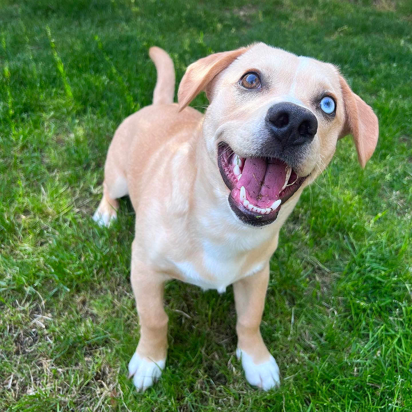 Crouton is registered to the contest to win money with this photo: animal, ball, bodypart, boxer, bulldog, canine, dog, goldenretriever, grass, hound, labradorretriever, lawn, mouth, person, pet, plant, puppy, sport, tennis, whitedog