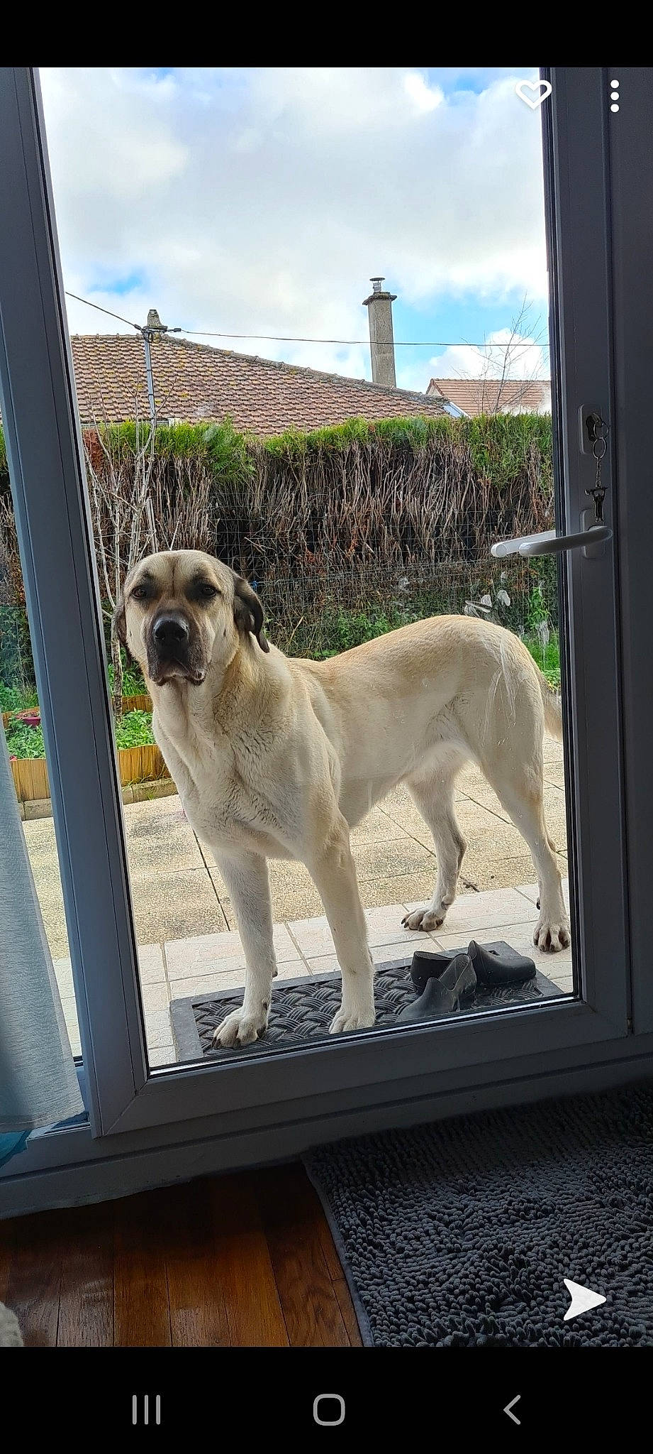 Marie participe au concours pour gagner de l'argent avec cette photo : building, canidae, carnivore, cloud, collar, companion_dog, dog, dog_breed, dog_collar, fawn, house, pet_supply, plant, sky, snout, sporting_group, tail, tree, working_animal, working_dog