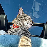 Tommy participe au concours pour gagner de l'argent avec cette photo : animal, blue_sky, car_interior, car_seat, cat, close_up, collar, comfort, daylight, feline, fur, indoor, panoramic_roof, pet, portrait, relaxed, stretching_paw, sunlight, tabby, whiskers