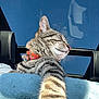 animal, blue_sky, car_interior, car_seat, cat, close_up, collar, comfort, daylight, feline, fur, indoor, panoramic_roof, pet, portrait, relaxed, stretching_paw, sunlight, tabby, whiskers