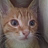 Simba is registered to the contest to win money with this photo: cat, kitten, orange_tabby, feline, pet, animal, close_up, portrait, face, eyes, wide_eyed, pink_nose, whiskers, fur, striped_fur, ears, indoor, curious, fluffy, photography