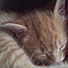 Simba joined the competition — help win amazing prizes! cat, sleeping, sleepy, orange_cat, cream_fur, fluffy, fur, close_up, portrait, animal, pet, curled_up, resting, nap, peaceful, indoors, soft, whiskers, feline, cozy