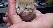 Simba joined the competition — help win amazing prizes! kitten, cat, orange_tabby, animal, feline, fluffy, sleepy, eyes_closed, whiskers, pink_nose, fur, tiny, newborn, held, human_hands, indoors, desk, papers, close_up, cute