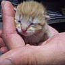 kitten, cat, orange_tabby, animal, feline, fluffy, sleepy, eyes_closed, whiskers, pink_nose, fur, tiny, newborn, held, human_hands, indoors, desk, papers, close_up, cute