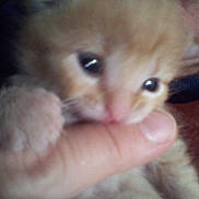 Simba is registered to the contest to win money with this photo: kitten, cat, orange_fur, close_up, animal, pet, whiskers, eyes, nose, paw, fur, face, curious, hand, finger, indoor, blurry, soft_focus, portrait, cute