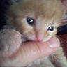 kitten, cat, orange_fur, close_up, animal, pet, whiskers, eyes, nose, paw, fur, face, curious, hand, finger, indoor, blurry, soft_focus, portrait, cute