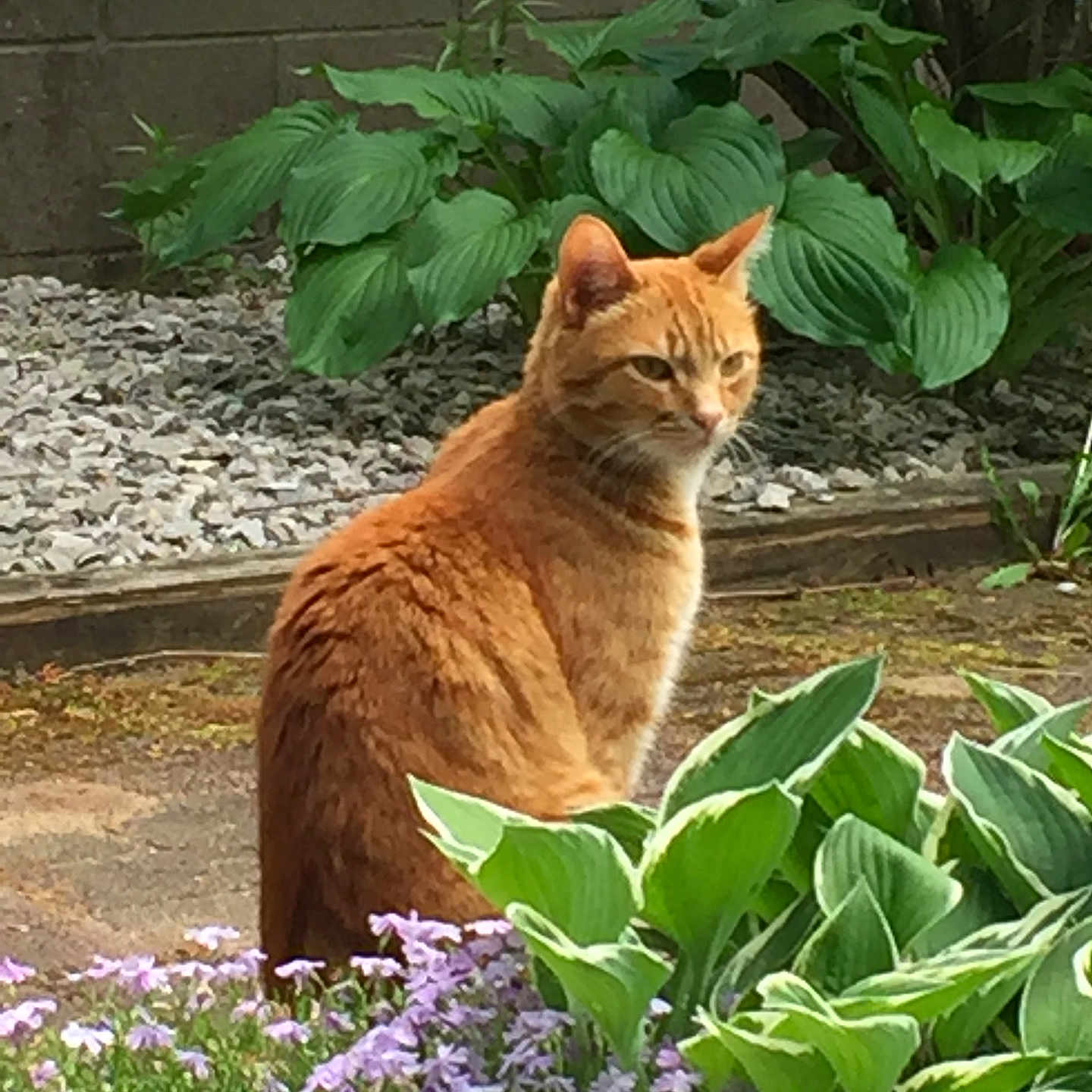 Simba