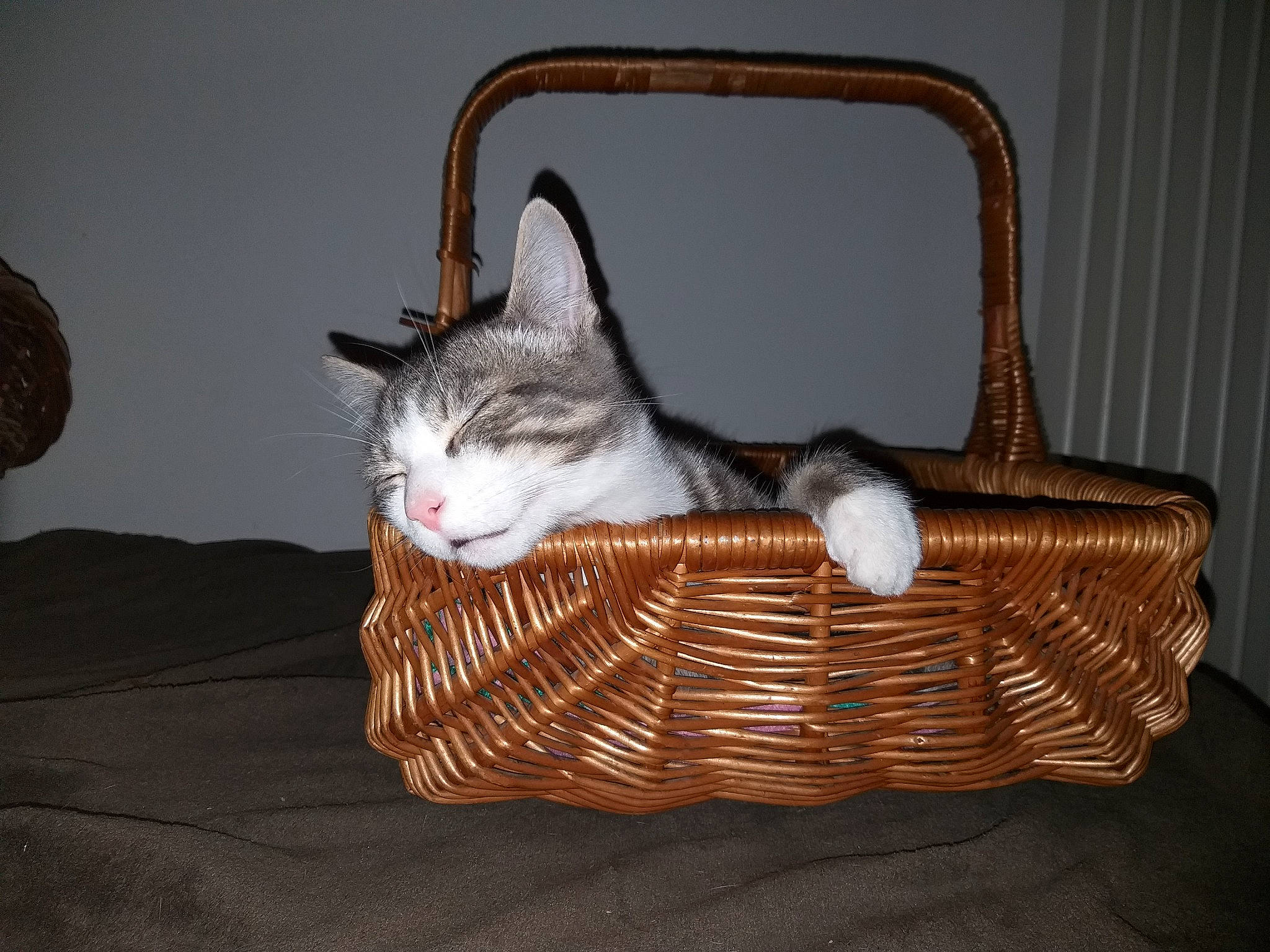 Mougly a rejoint le concours — aidez-le/la à gagner de superbes lots ! bag, basket, carnivore, cat, cat_bed, comfort, domestic_short_haired_cat, fashion_accessory, fawn, felidae, fur, linens, metal, pet_supply, picnic_basket, small_to_medium_sized_cats, storage_basket, whiskers, wicker, wood