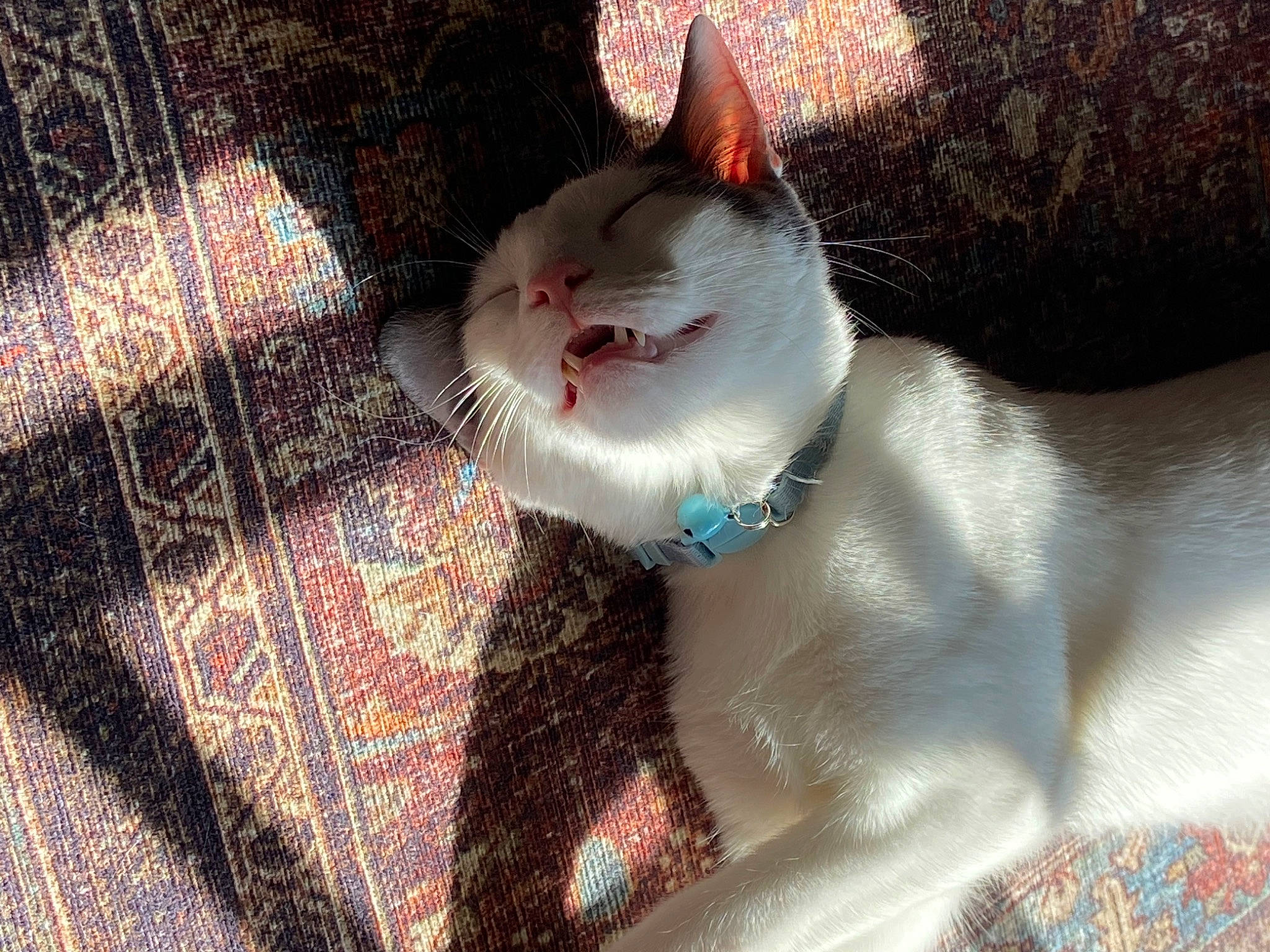 Genji joined the competition — help win amazing prizes! carnivore, cat, domestic_short_haired_cat, eye, fawn, felidae, fur, linens, pattern, paw, plaid, small_to_medium_sized_cats, snout, tail, textile, tree, whiskers, wood, woven_fabric