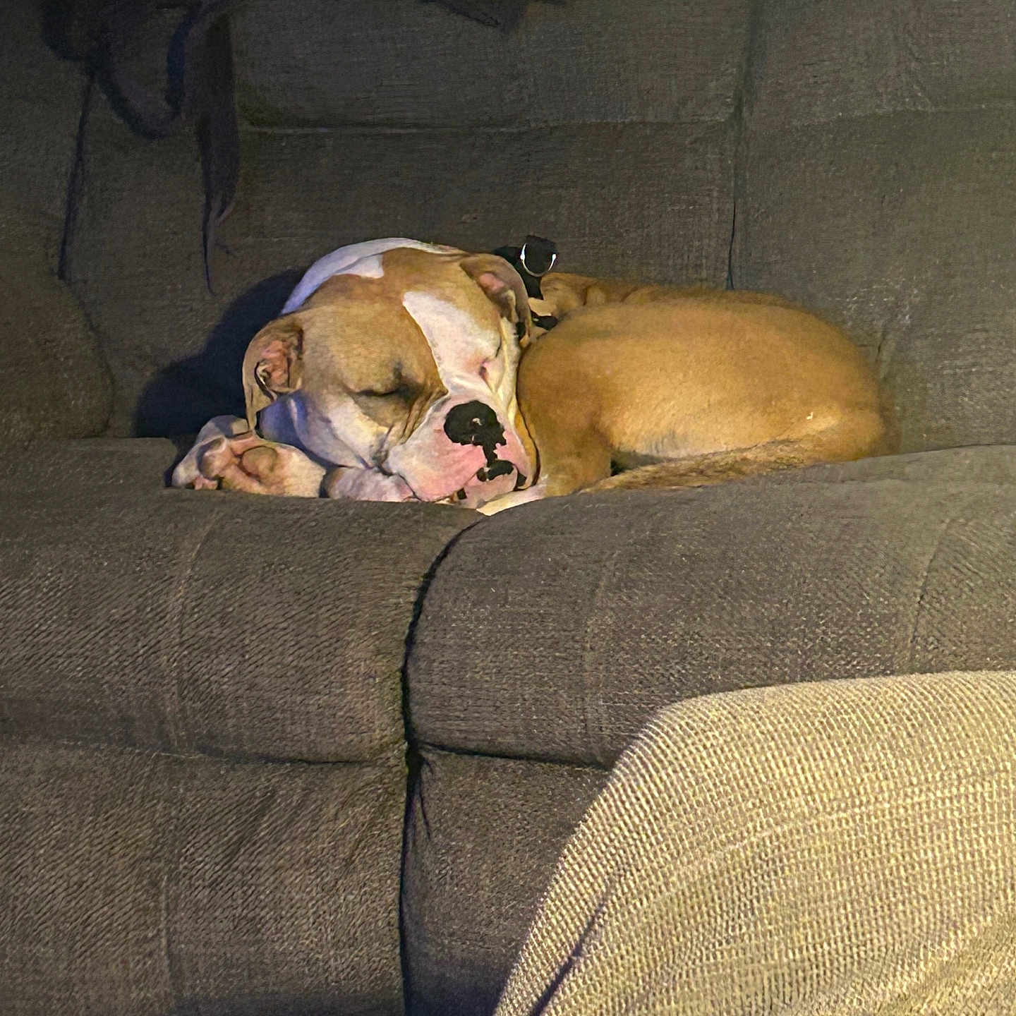 Apollo
