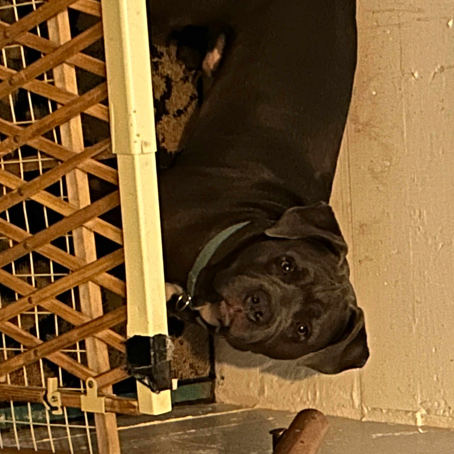 Louie