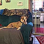 blanket, canine, carpet, couch, curtain, decor, dog, domestic_animal, doorway, floor, furniture, gate, home, interior, living_room, pet, photograph, relaxing, wall, window