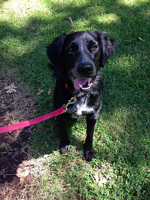 Chief joined the competition — help win amazing prizes! beagador, borador, canidae, carnivore, dog, dog_breed, flat_coated_retriever, grass, hunting_dog, labrador_retriever, large_munsterlander, mammal, patterdale_terrier, rare_breed_dog, retriever, sporting_group, tail, vertebrate