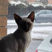 Autumn Disney joined the competition — help win amazing prizes! cat, siamese_cat, window, indoor, pet, animal, feline, shadow, silhouette, urban, car, building, daylight, looking, sitting, fur, ears, whiskers, quiet, background