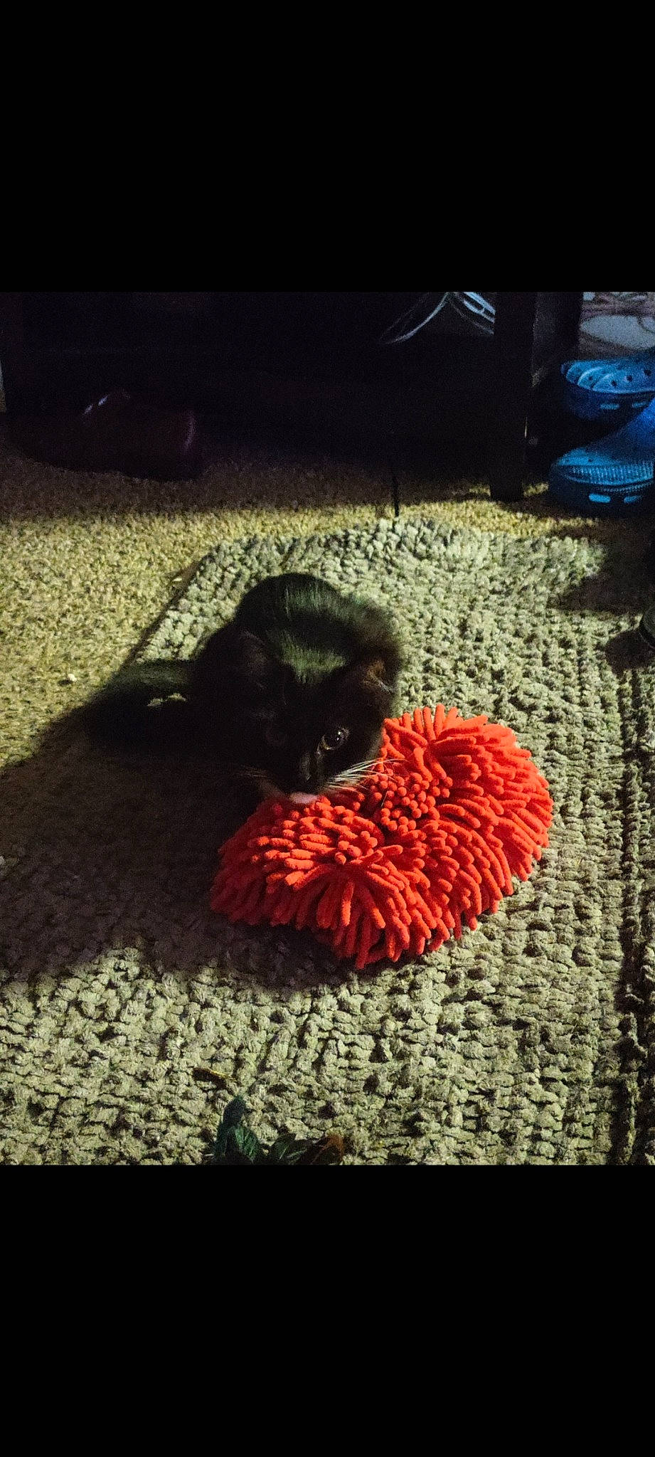 Raven