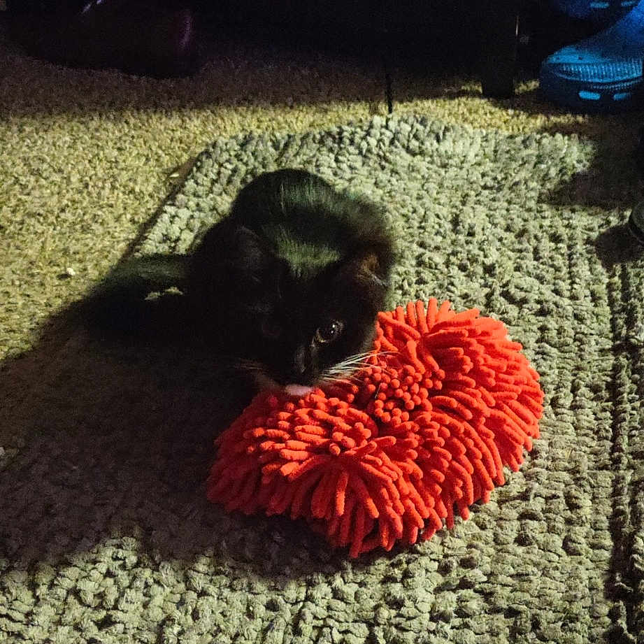 Raven